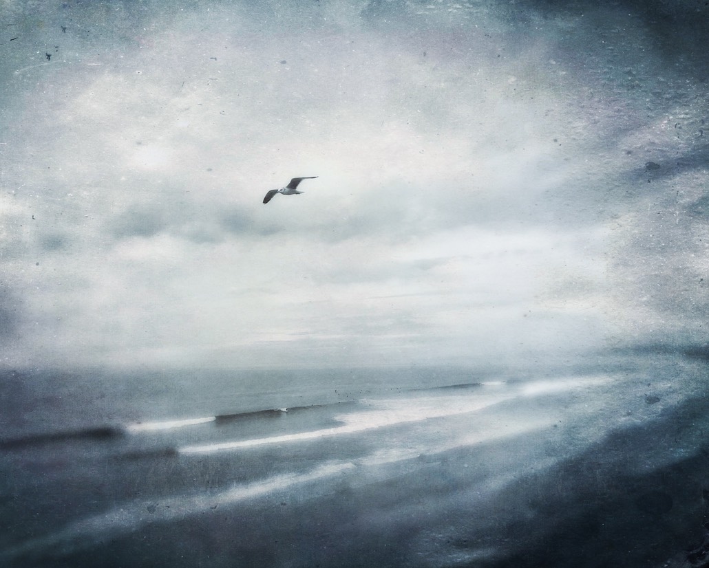 Blue Gull